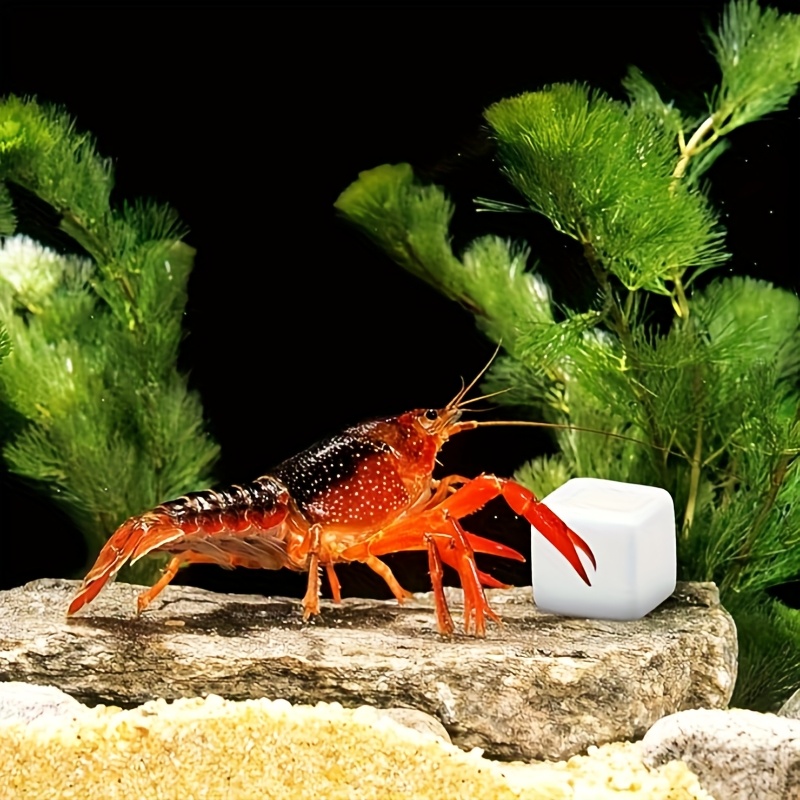 6 bloques de calcio para acuar - Calcium Powder Reptile reseña y precio